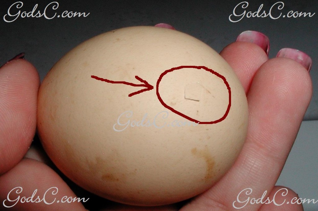 Chicken Egg Incubation  God's Creatures