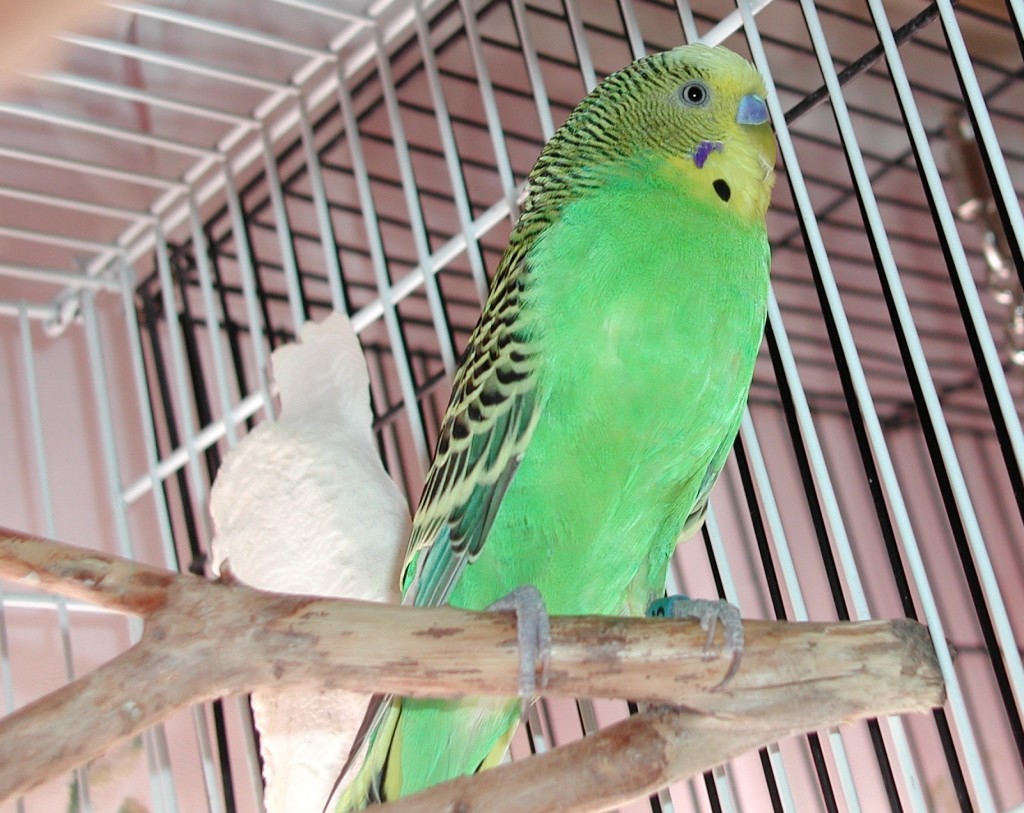 Baby Male Parakeet